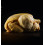 Poulet fermier 1kg700